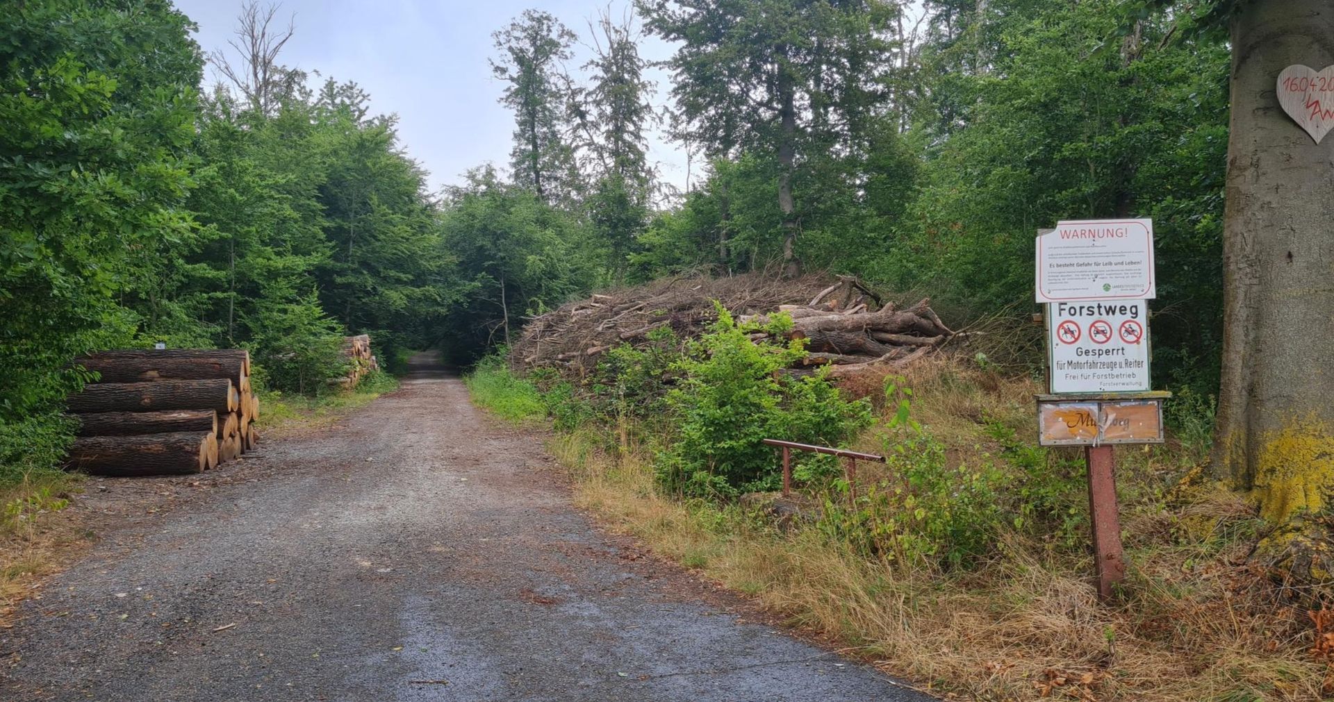Holzstapel auf Trüffelstelle im Trüffelwald