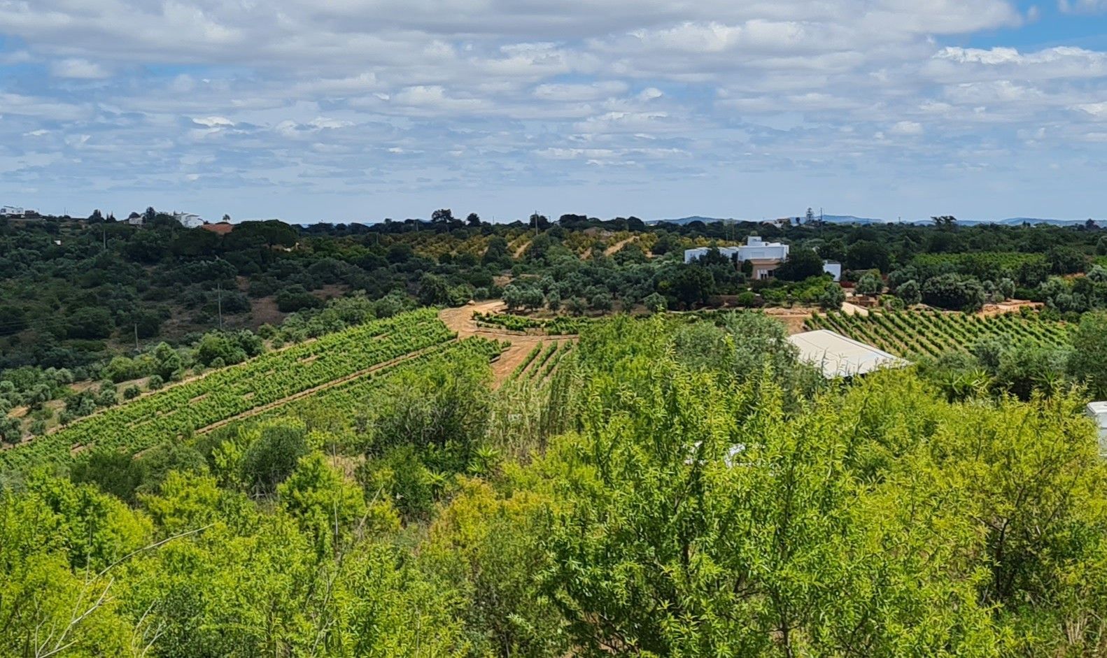Weingut mit Weinberg und Trüffelplantage