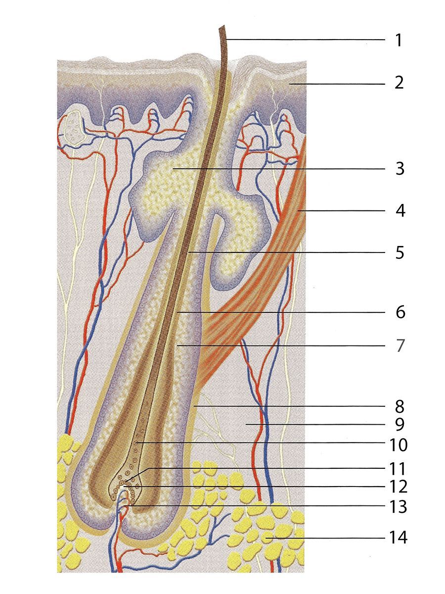 SALVE Hair Care das Haar in der Haut SALVE Hair Care Familienunternehmen Freiburg Berlin Italien nachhaltige Haarkosmetik Haarpflege Shampoo Haarmaske vegan bio professionelle Haarpflege Produkte regional hergestellt