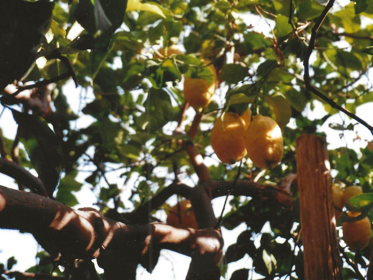 SALVE Hair Care SALVE Hair Care Familienunternehmen Freiburg Berlin Italien nachhaltige Haarkosmetik Haarpflege Shampoo Haarmaske vegan bio professionelle Haarpflege Produkte regional hergestellt