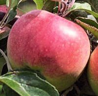 Foto des Apfels Berleis Apfel Berleis