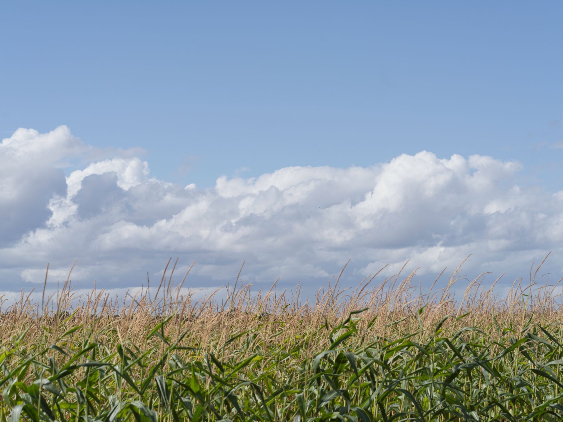 A cornfield after a storm, with a vivid contrast between the golden yellow of the field and the deep blue of the sky.