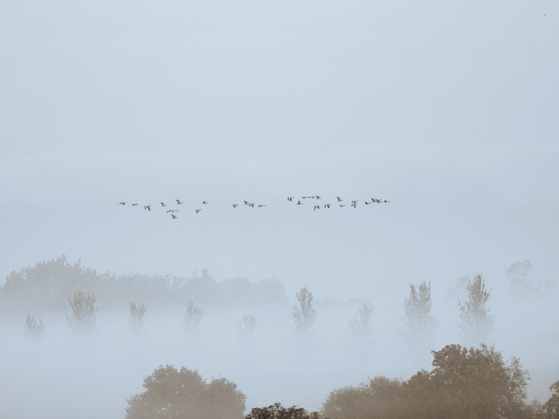 A flock of geese flying through mist over a forest, with tree tops visible in the foreground
