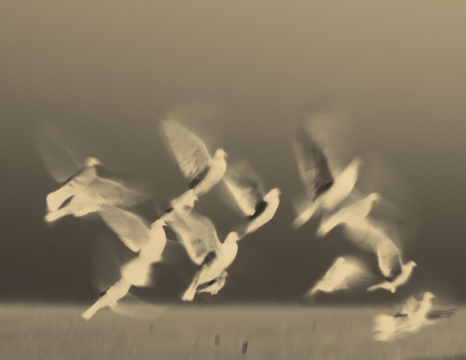 Blurred silhouettes of pigeons in flight, stylized in the old wet plate photographic process.