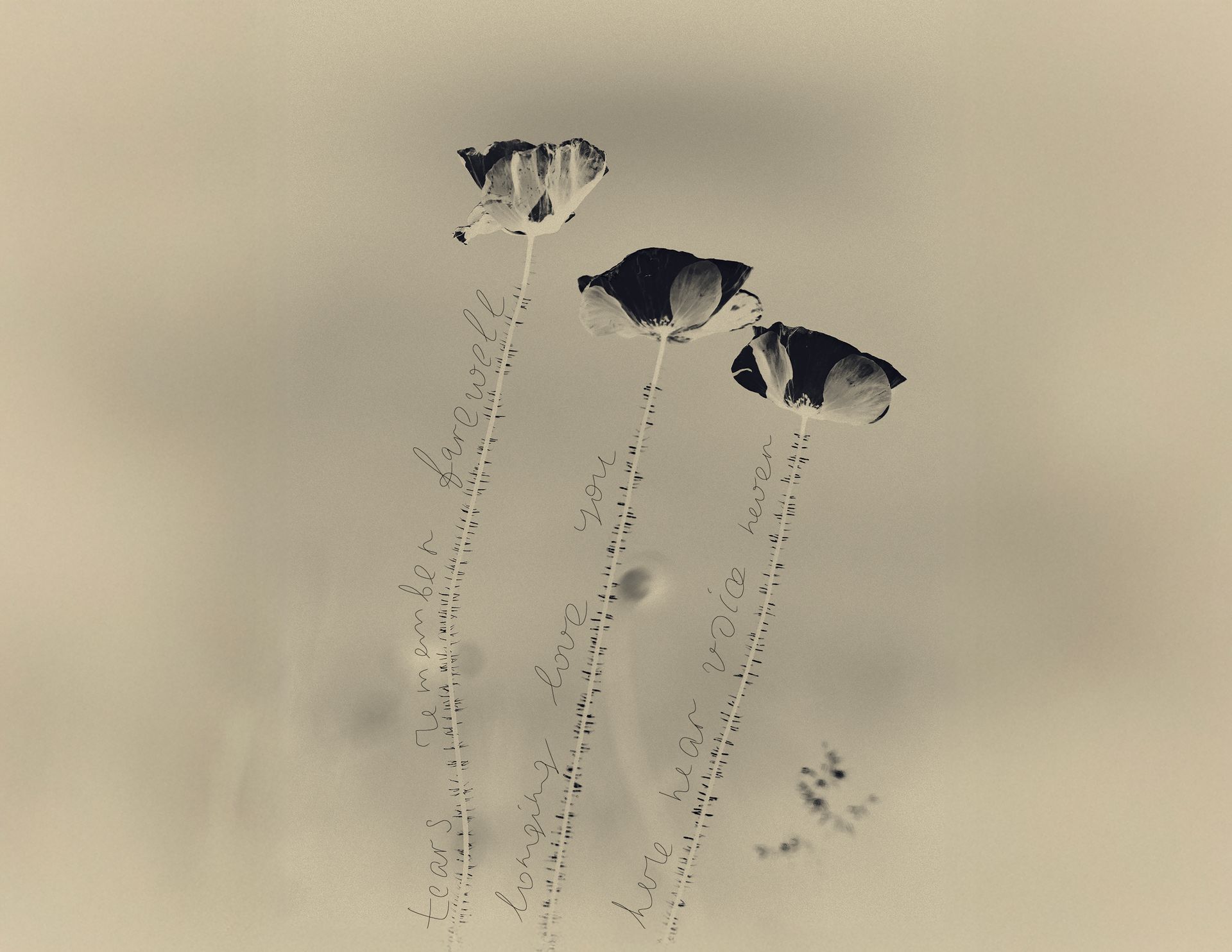 Red poppy petals scattered on a surface, echoing Demeter’s sorrow and the fragility of form and self