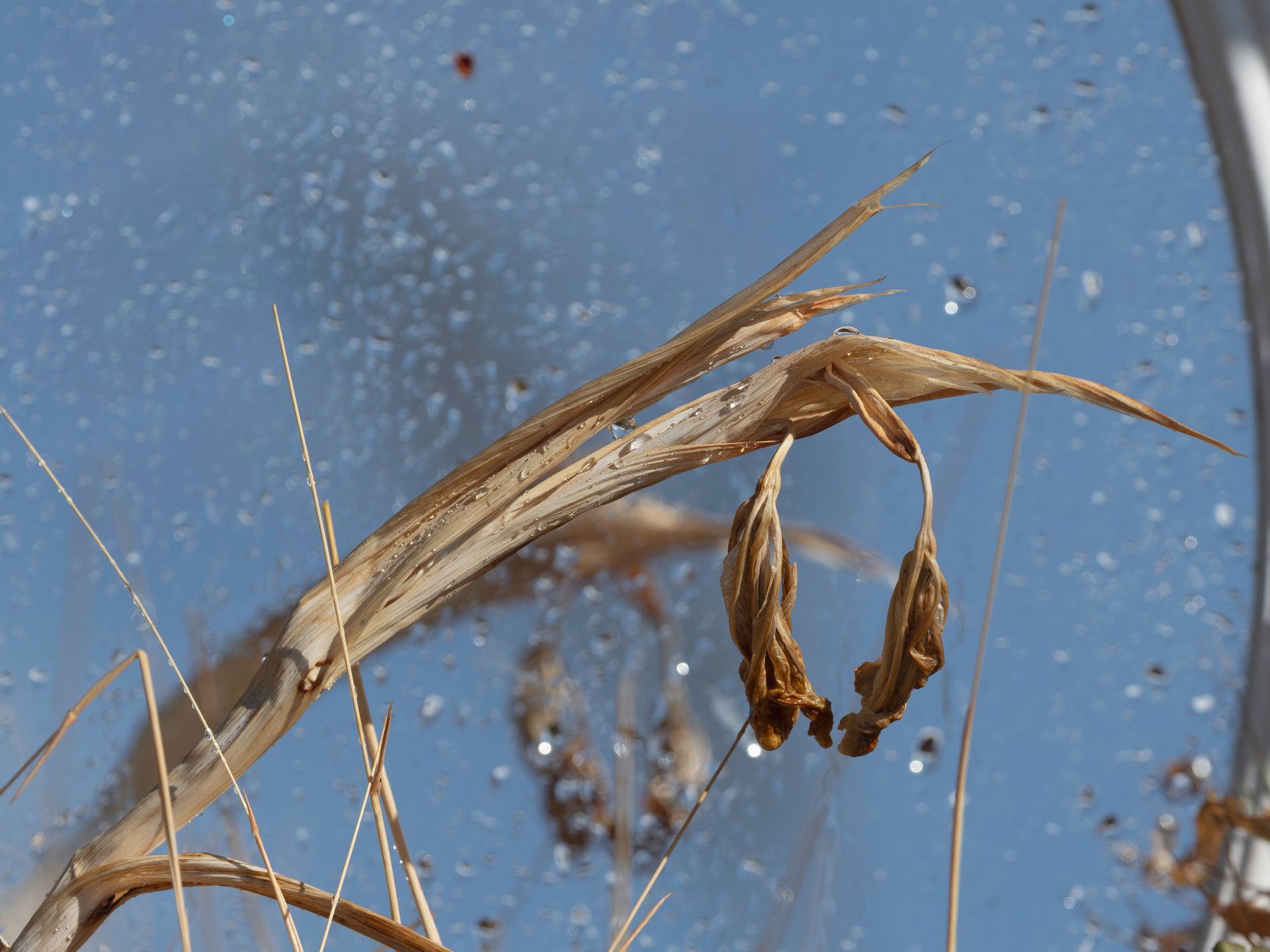 Mirror reflecting a dried garden plant, covered in raindrops, with bright post-rain colors of grass, foliage, and sky.