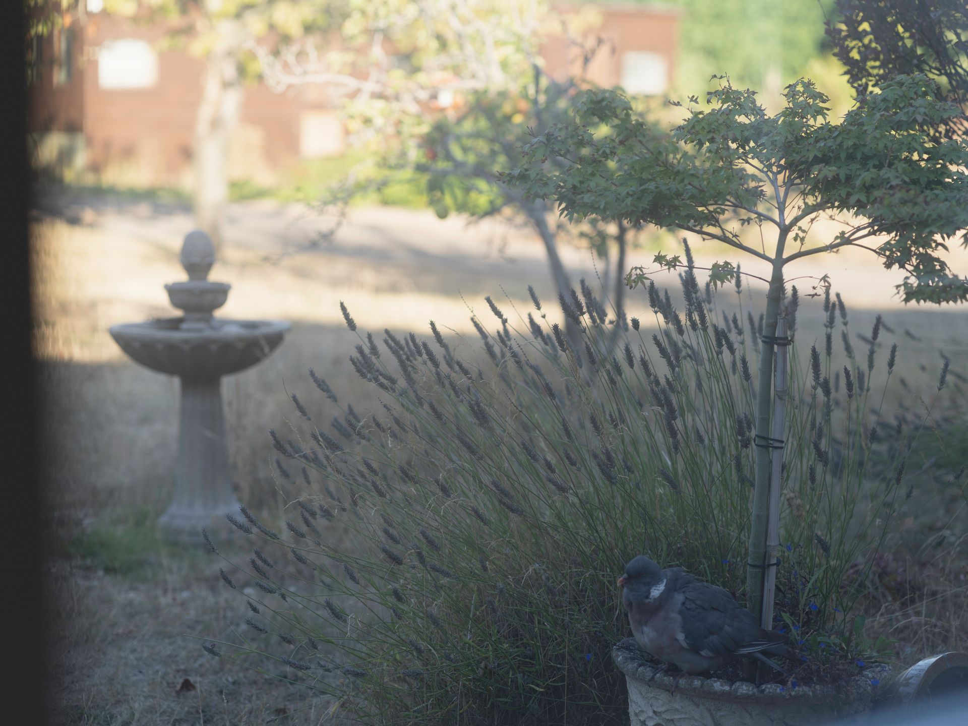 A pigeon resting on a flower pot on my windowsill, with a garden of pear trees and sunlight in the background.