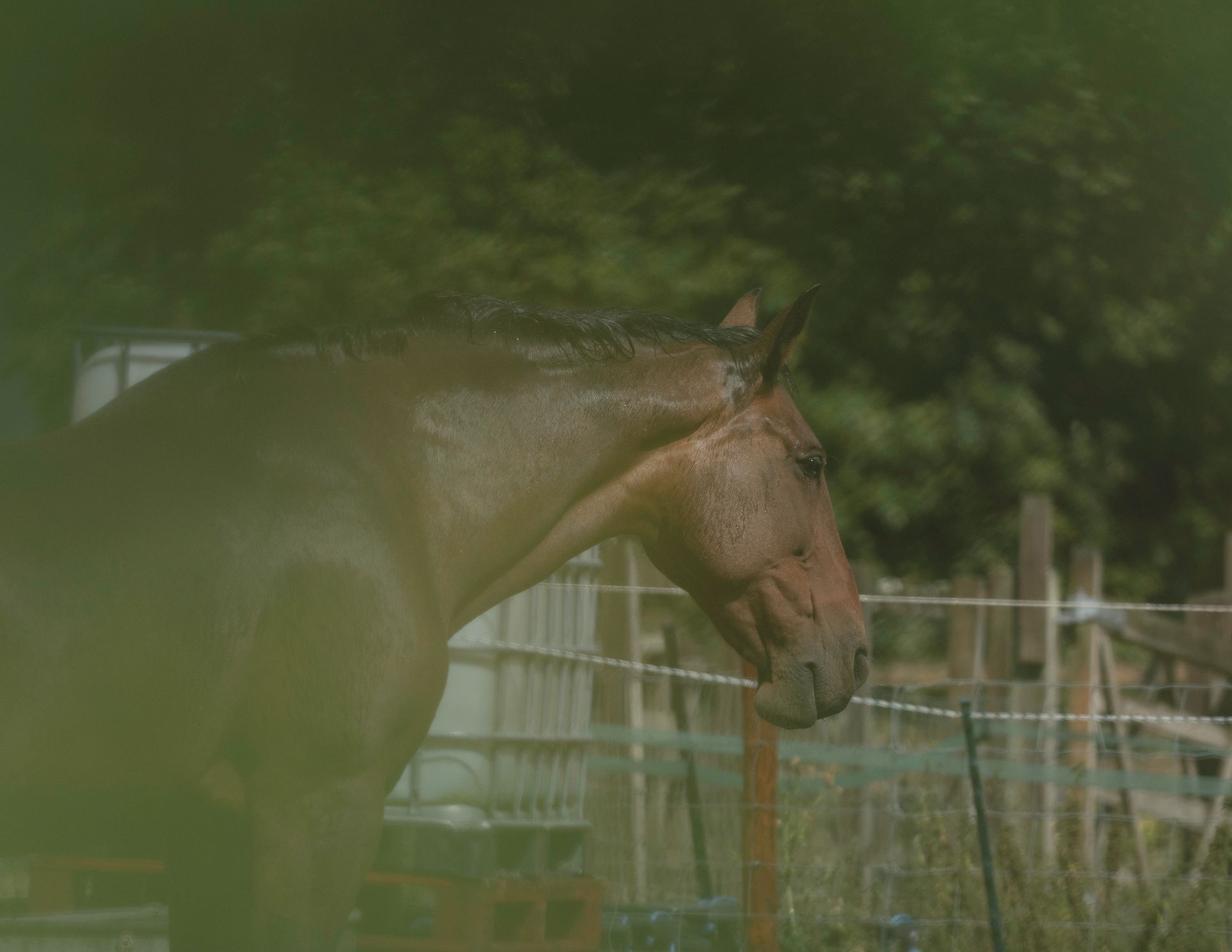 A brown horse, wet after the rain, standing pensively, with droplets still visible on its coat.