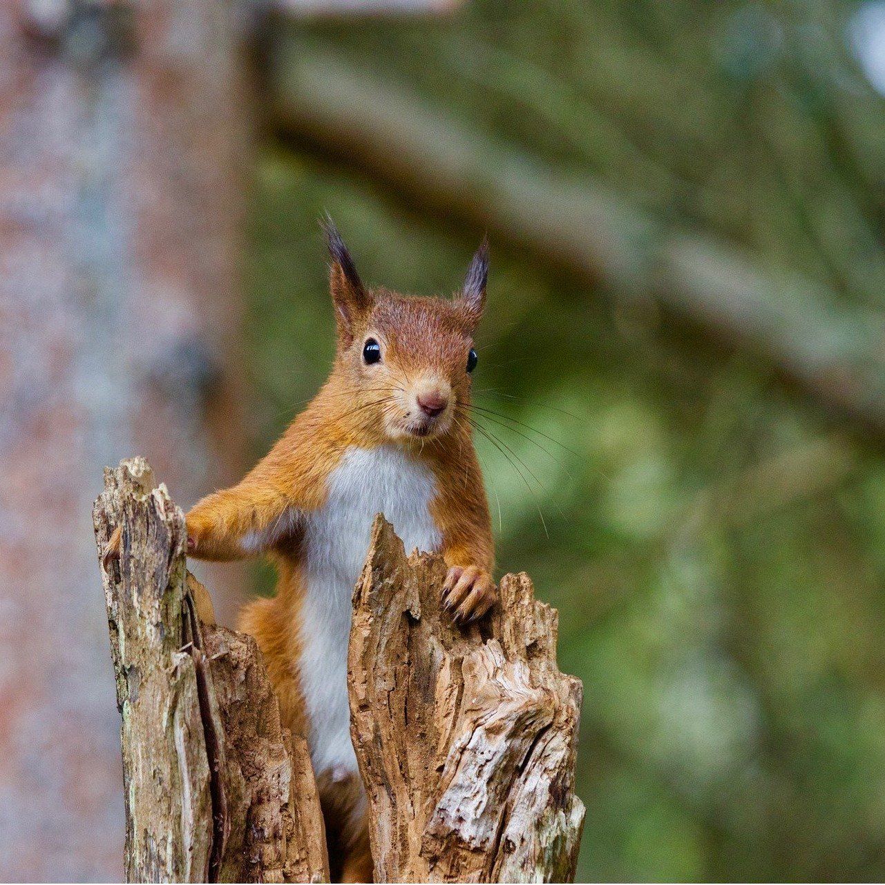 Scottish Red Squirrel by Nadia Tighe