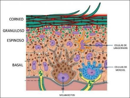 La epidermis ¿Cómo se regenera y que espesor tiene? 