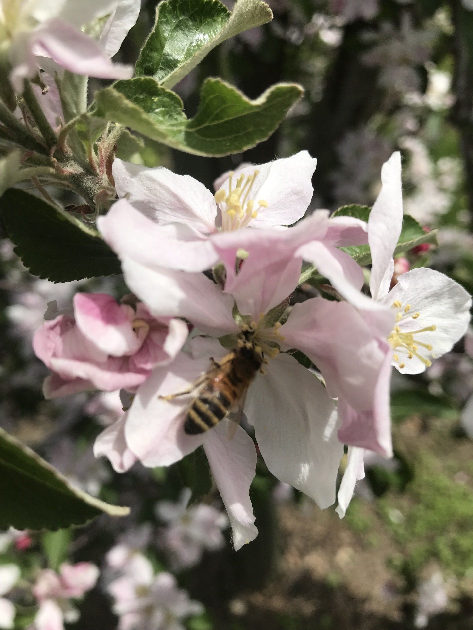 Biene an Apfelblüte