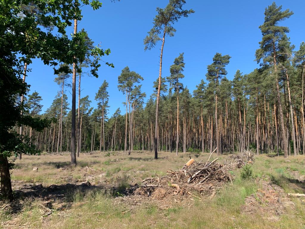Einfach Klicken, um das Interview anzuschauen Minister Hauk zum Wald