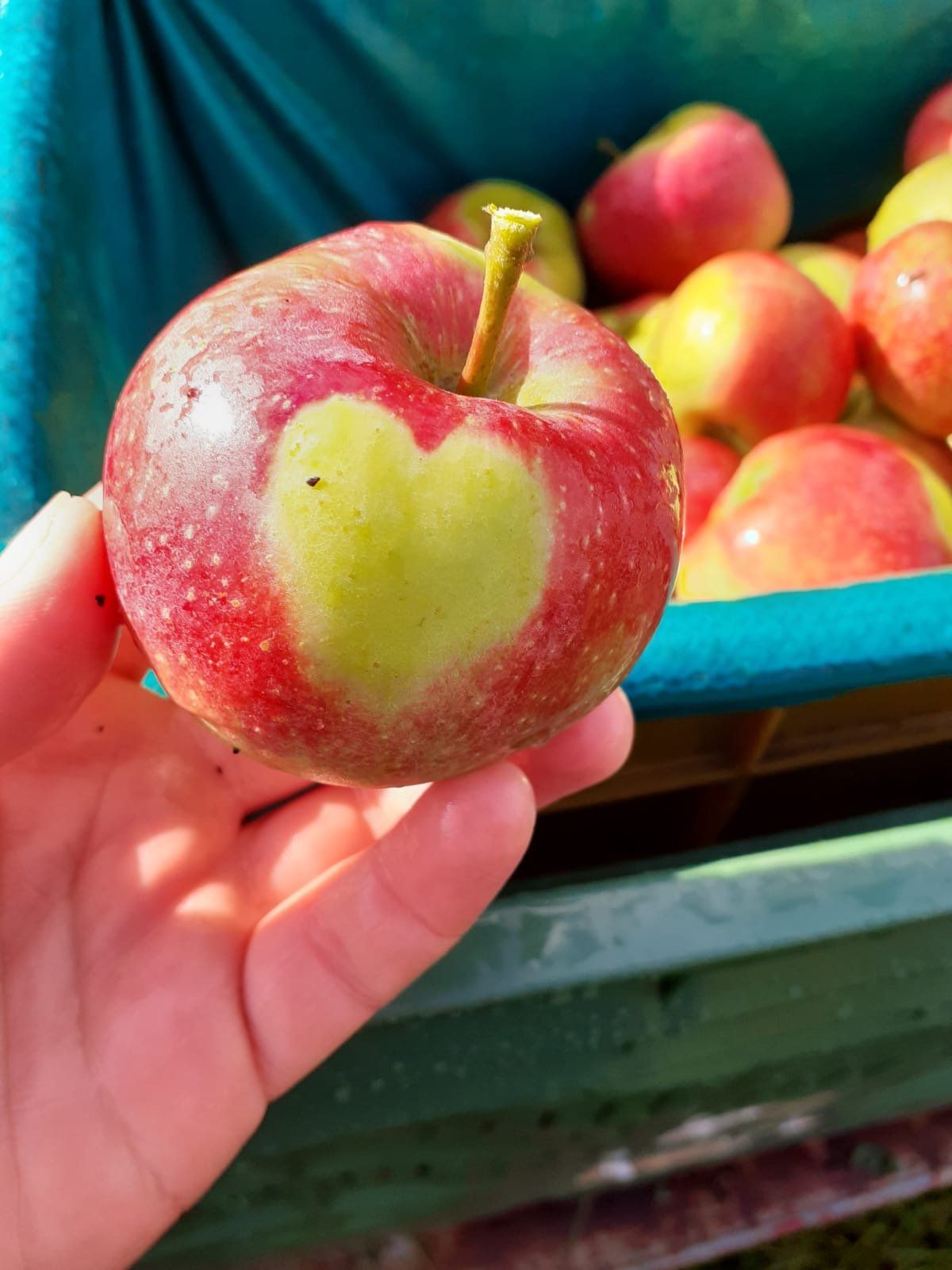 Apfel mit Herz