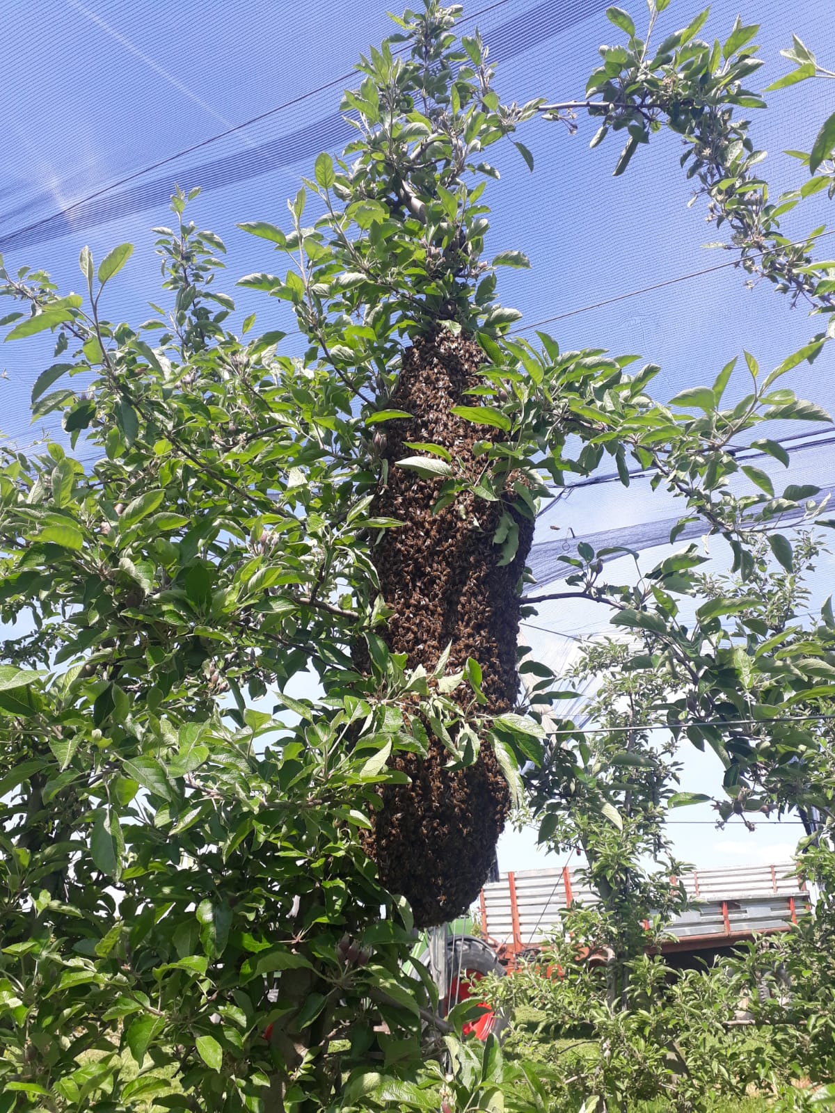 Artenvielfalt in der Obstanlage