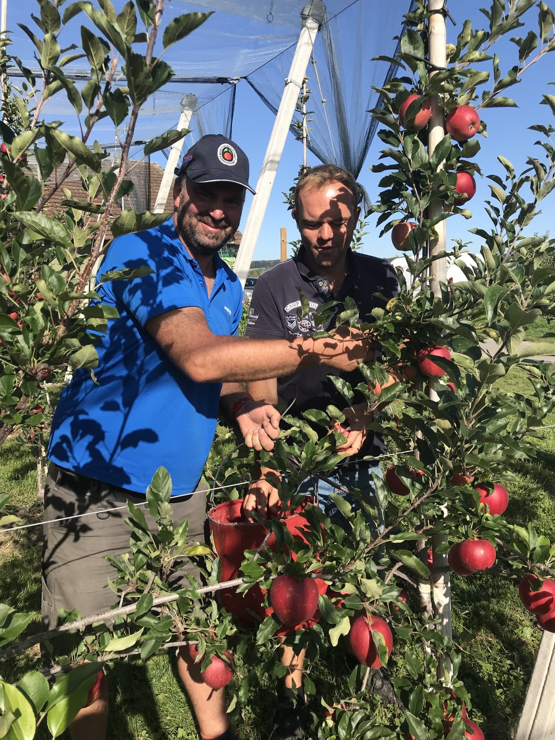 Landwirte beim Apfel pflücken