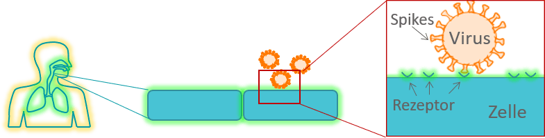 Virus Schlüssel-Schloss-Mechanismus