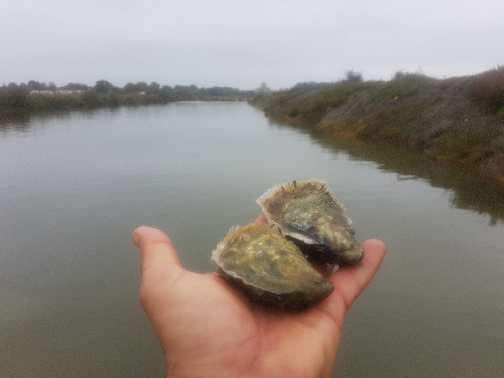 huitres, marennes oleron, pousse en claire