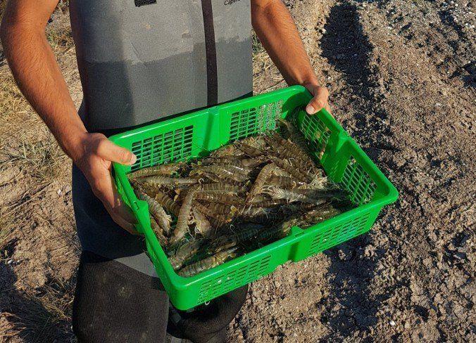 gambas crevette imperiale mornac