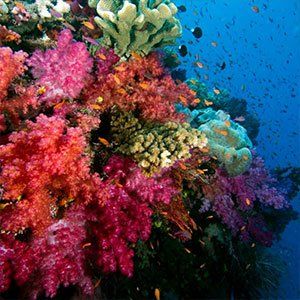 Koro Sun Resort Diving