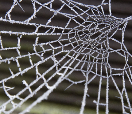 Bild eines Spinnennetzes im Winter