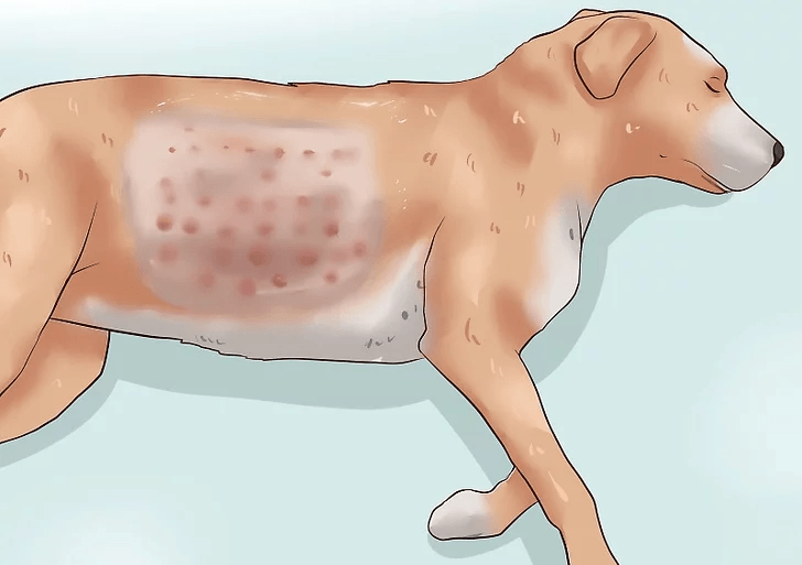 dermatologia perro