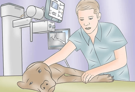 radiografia perro