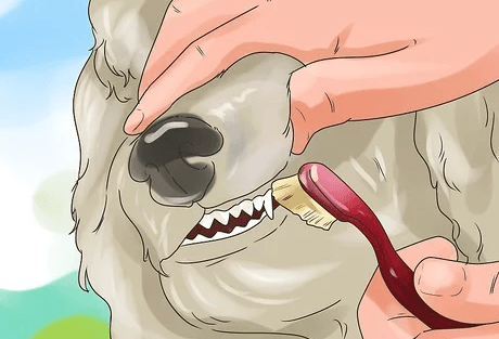 limpieza dental perro
