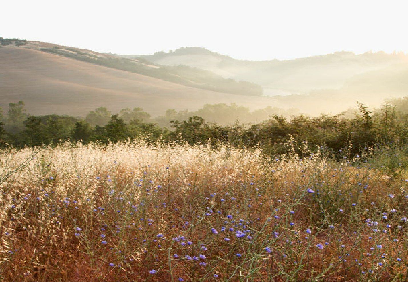 Nom: cabw_exemple.jpg