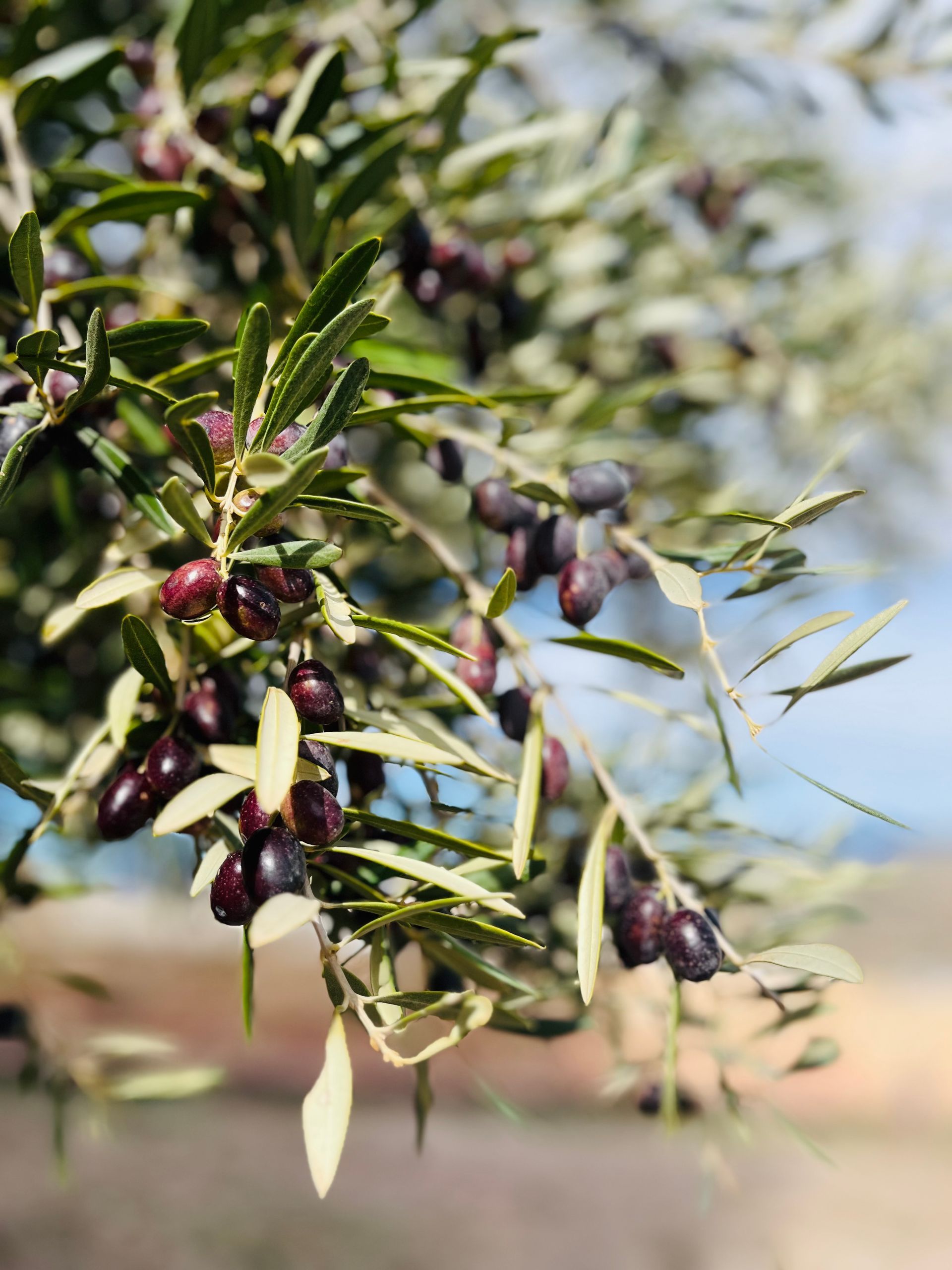 Oliven am Olivenbaum, eine gesunde Fettquelle