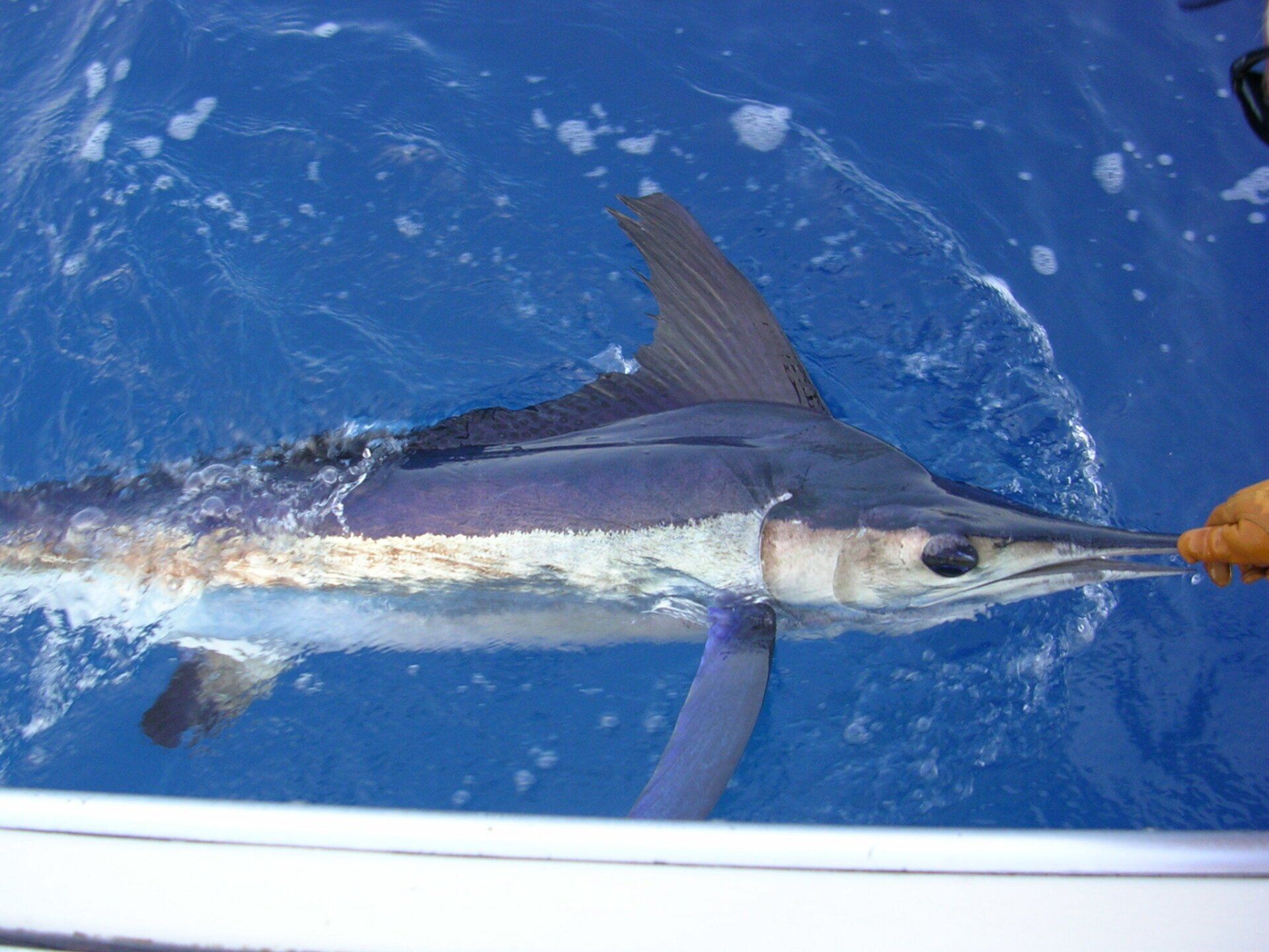 Caught swordfish