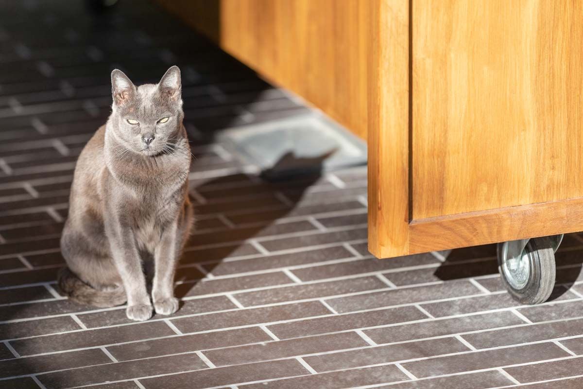 a black cat looking very ominously sat on top of black brick tiles