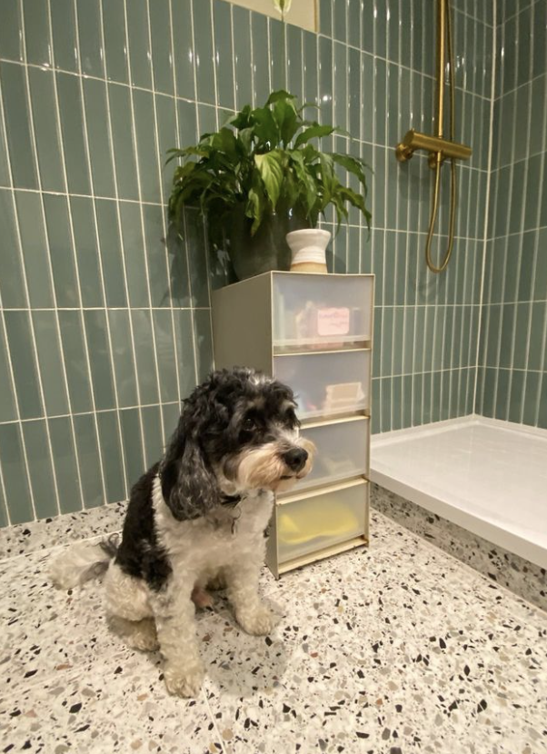 Flaut reen behind the dog and draws