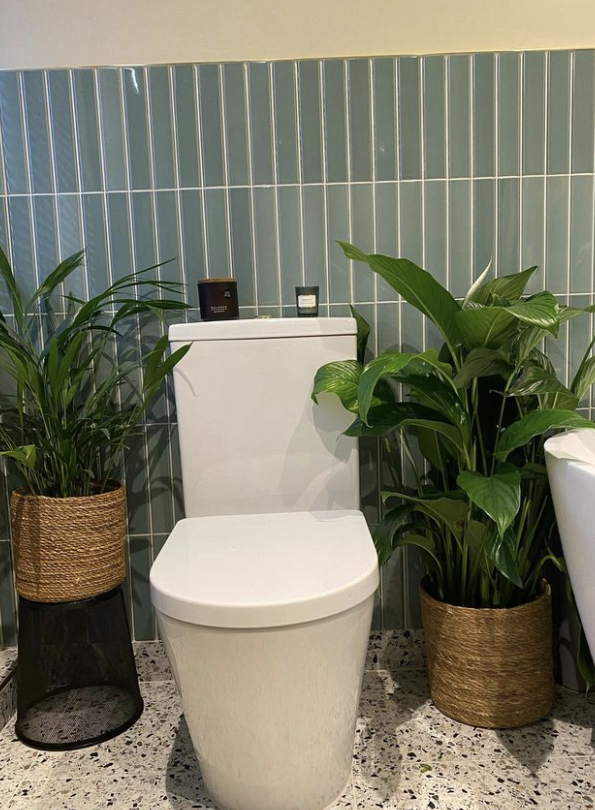 Flaut green behind a toilet and 2 plants