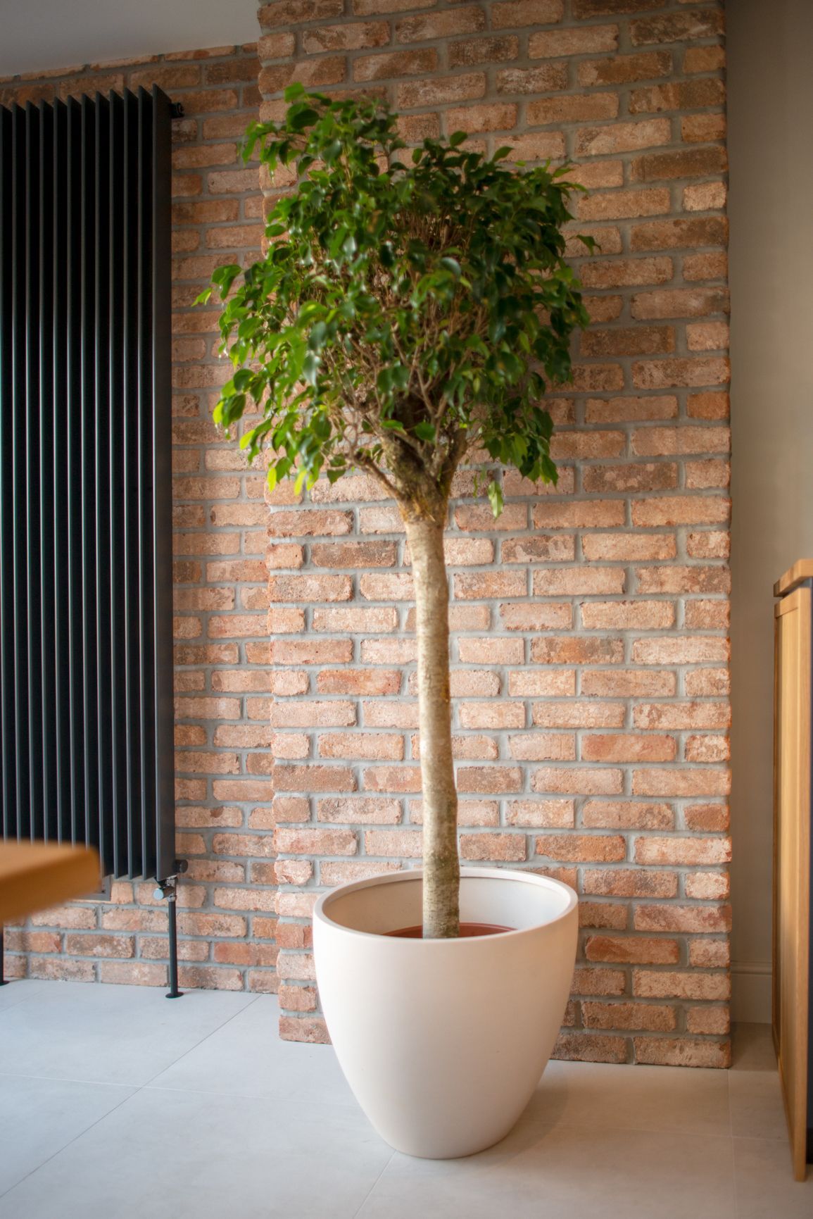 Brick looking feature wall with small tree infront of it