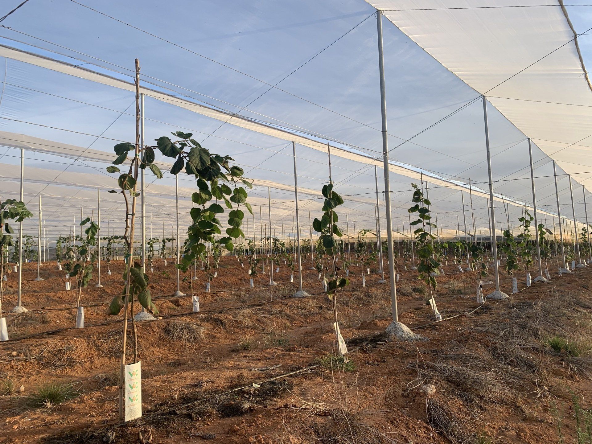 UMBRÁCULO PARA KIWI