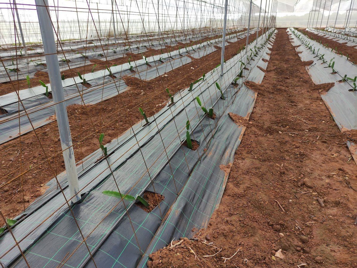 INVERNADERO PARA PITAIA