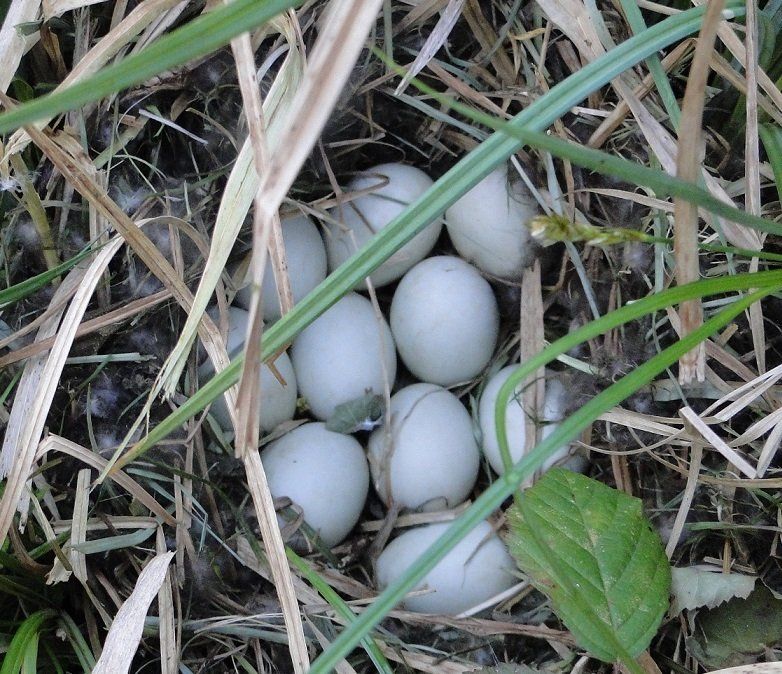 Domaine de La frenelle, Perche, gîte, location, location saisonnière, location maison, gite de charme, Bellême, Mortagne-au-Perche, Le Mans, 24 heures du Mans, Nogent Le Bernard, percheron, longère, domaine, plan d'eau, pêche, randonnées, nature, luxe, calme, chemin, forêt, jardin, terrasse, la perrière, étang