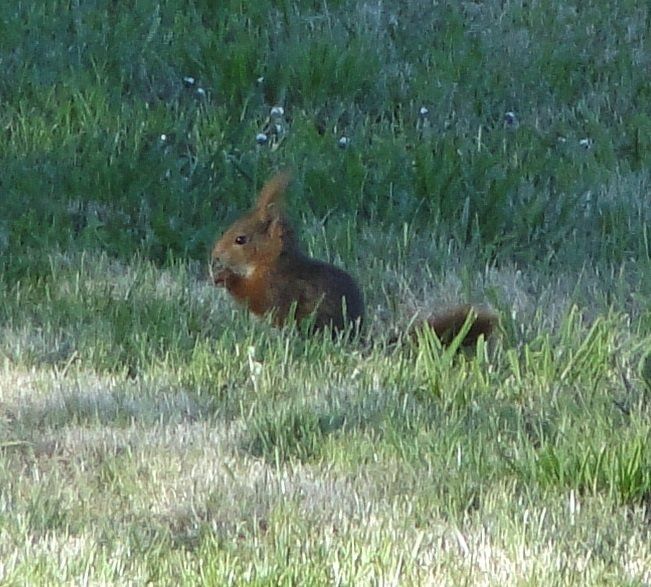 Domaine de La frenelle, Perche, gîte, location, location saisonnière, location maison, gite de charme, Bellême, Mortagne-au-Perche, Le Mans, 24 heures du Mans, Nogent Le Bernard, percheron, longère, domaine, plan d'eau, pêche, randonnées, nature, luxe, calme, chemin, forêt, jardin, terrasse, la perrière, étang
