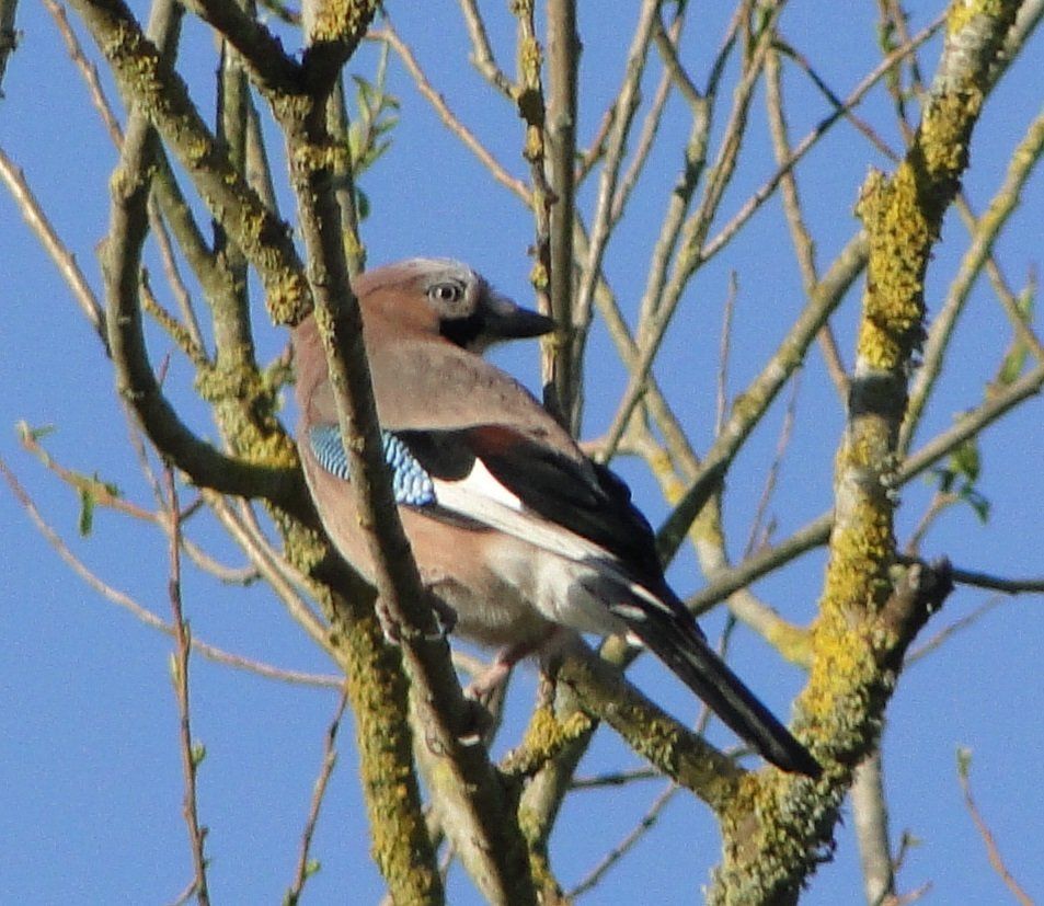 Domaine de La frenelle, Perche, gîte, location, location saisonnière, location maison, gite de charme, Bellême, Mortagne-au-Perche, Le Mans, 24 heures du Mans, Nogent Le Bernard, percheron, longère, domaine, plan d'eau, pêche, randonnées, nature, luxe, calme, chemin, forêt, jardin, terrasse, la perrière, étang