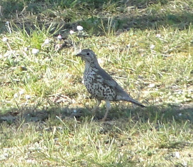 Domaine de La frenelle, Perche, gîte, location, location saisonnière, location maison, gite de charme, Bellême, Mortagne-au-Perche, Le Mans, 24 heures du Mans, Nogent Le Bernard, percheron, longère, domaine, plan d'eau, pêche, randonnées, nature, luxe, calme, chemin, forêt, jardin, terrasse, la perrière, étang