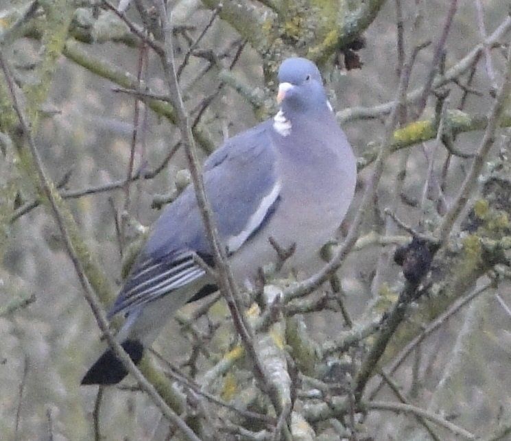 Domaine de La frenelle, Perche, gîte, location, location saisonnière, location maison, gite de charme, Bellême, Mortagne-au-Perche, Le Mans, 24 heures du Mans, Nogent Le Bernard, percheron, longère, domaine, plan d'eau, pêche, randonnées, nature, luxe, calme, chemin, forêt, jardin, terrasse, la perrière, étang