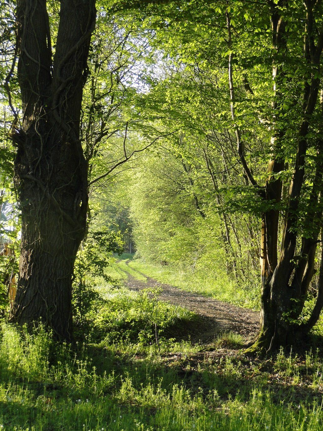 Domaine de La Frenelle, Perche, Parc Naturel régional du Perche, Perche Sarthois, gîte, location, Location de charme, gite de charme, location de luxe, location de prestige, Normandie, Pays de la Loire, location saisonnière, location maison, gite de charme, Bellême, Mortagne-au-Perche, Le Mans, 24 heures du Mans, Nogent Le Bernard, percheron, longère, domaine, randonnées, nature, luxe, calme, la perrière,