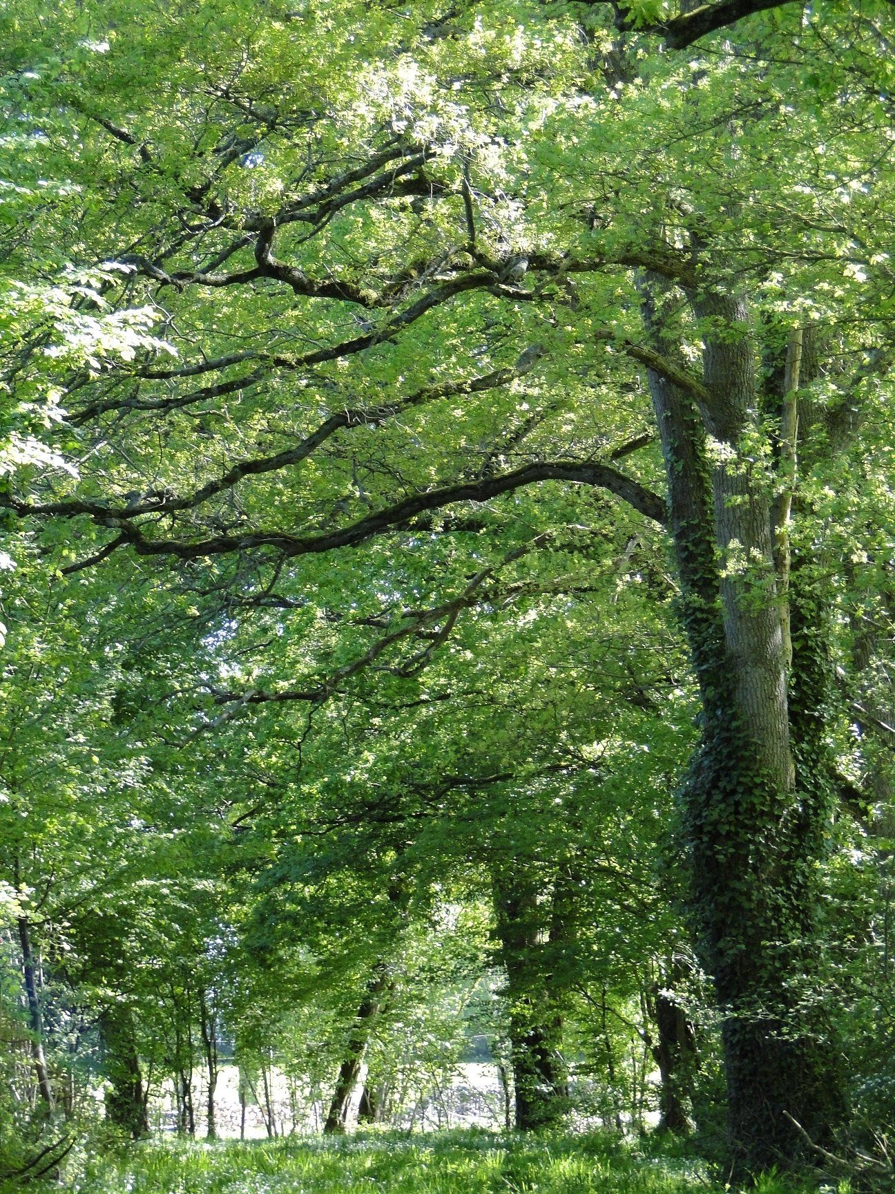 Domaine de La Frenelle, Perche, Parc Naturel régional du Perche, Perche Sarthois, gîte, location, Location de charme, gite de charme, location de luxe, location de prestige, Normandie, Pays de la Loire, location saisonnière, location maison, gite de charme, Bellême, Mortagne-au-Perche, Le Mans, 24 heures du Mans, Nogent Le Bernard, percheron, longère, domaine, randonnées, nature, luxe, calme, la perrière,