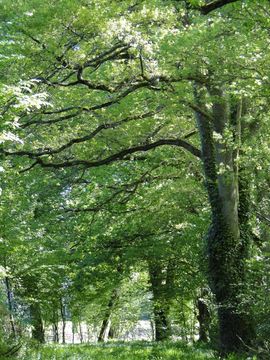 Domaine de La Frenelle, Perche, Parc Naturel régional du Perche, Perche Sarthois, gîte, location, Location de charme, gite de charme, location de luxe, location de prestige, Normandie, Pays de la Loire, location saisonnière, location maison, gite de charme, Bellême, Mortagne-au-Perche, Le Mans, 24 heures du Mans, Nogent Le Bernard, percheron, longère, domaine, randonnées, nature, luxe, calme, la perrière,