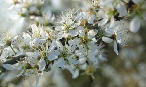 Domaine de La Frenelle, Perche, Parc Naturel régional du Perche, Perche Sarthois, gîte, location, Location de charme, gite de charme, location de luxe, location de prestige, Normandie, Pays de la Loire, location saisonnière, location maison, gite de charme, Bellême, Mortagne-au-Perche, Le Mans, 24 heures du Mans, Nogent Le Bernard, percheron, longère, domaine, randonnées, nature, luxe, calme, la perrière,