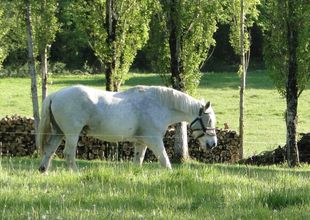Domaine de La Frenelle, Perche, Parc Naturel régional du Perche, Perche Sarthois, gîte, location, Location de charme, gite de charme, location de luxe, location de prestige, Normandie, Pays de la Loire, location saisonnière, location maison, gite de charme, Bellême, Mortagne-au-Perche, Le Mans, 24 heures du Mans, Nogent Le Bernard, percheron, longère, domaine, randonnées, nature, luxe, calme, la perrière,
