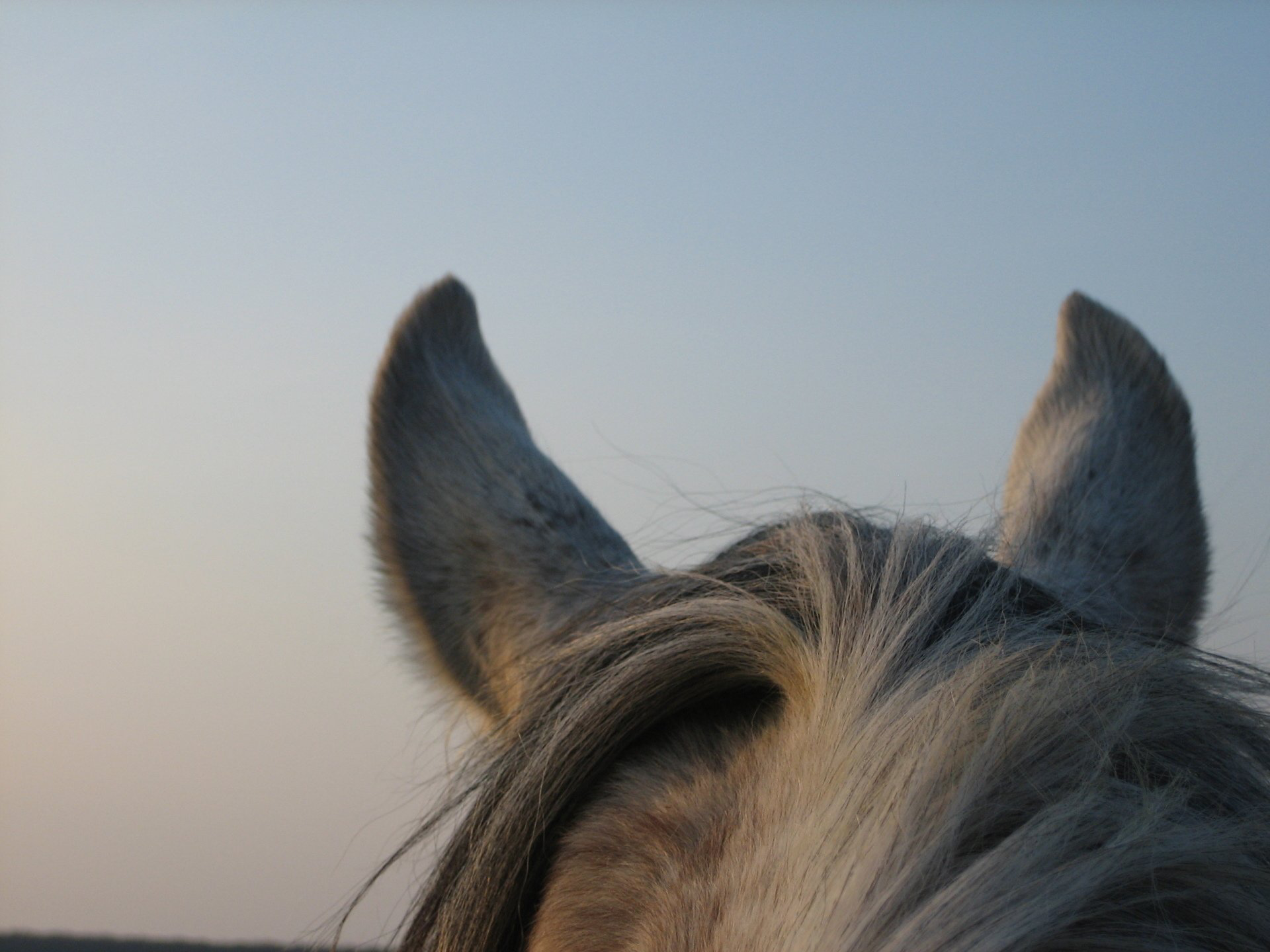 Jahresrückblick 2019 Petra Buchholz PAREQUUS Loreley