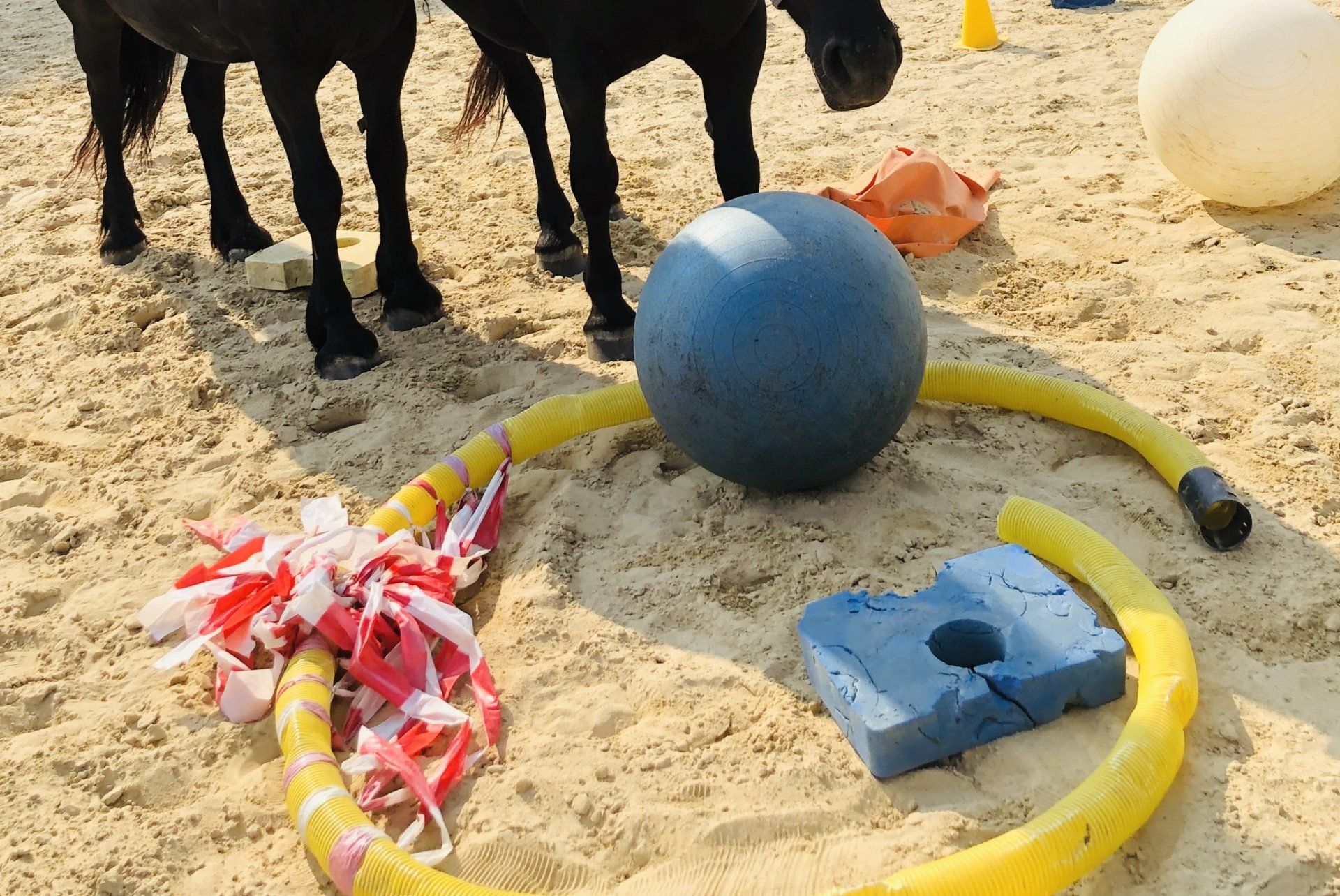 Equines Brainstorming, out of box, gamification, business culture, trust, respect, values