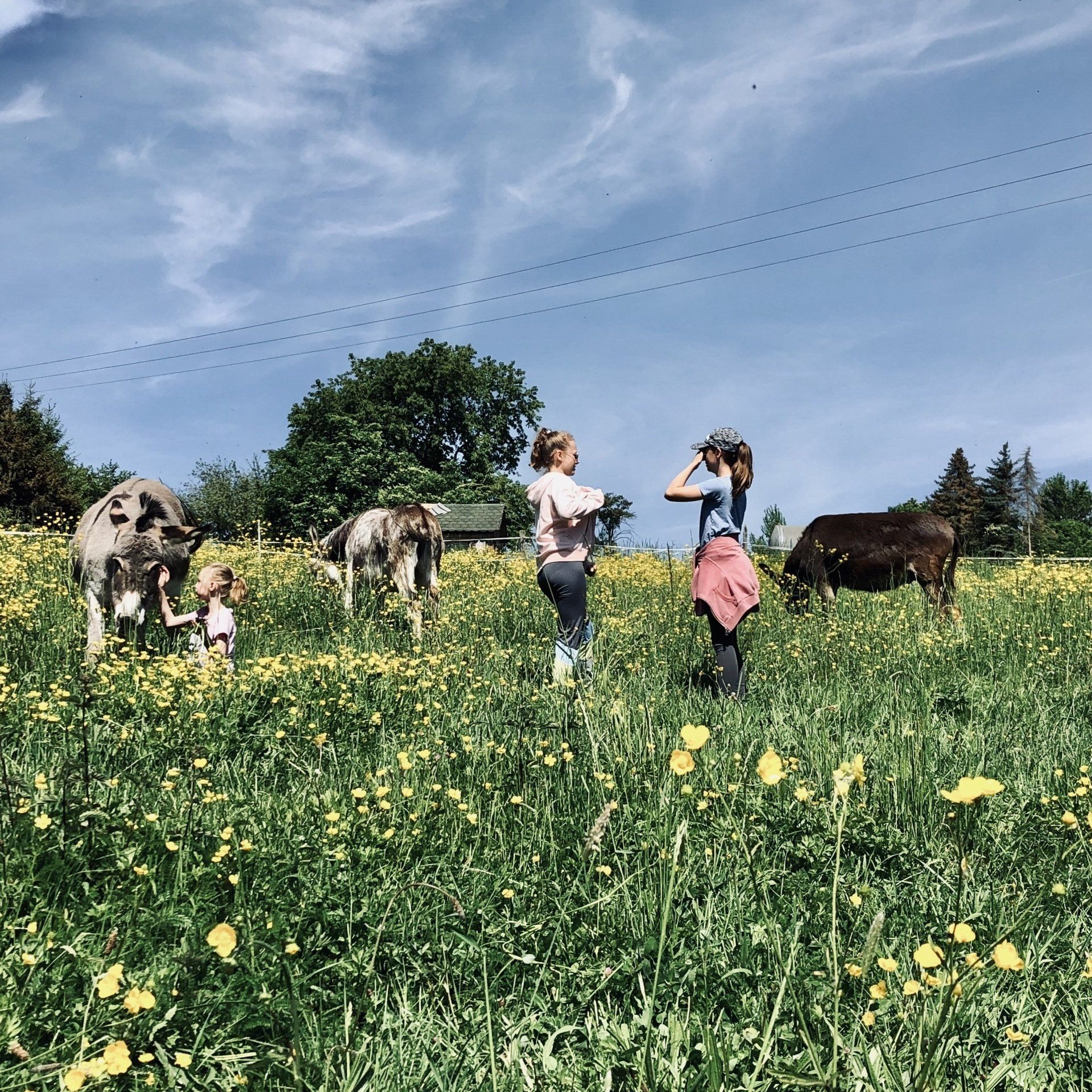 Eselbaden ist das andere Eselcoaching Eselbaden ist das andere Eselcoaching