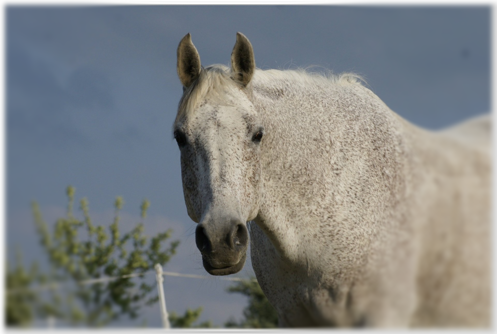 Pferd und Seelenfreund. Ahzam El Saada. Er kam aus dem Paradies (El Saada) und ging ins Paradies